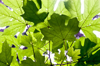Botanical